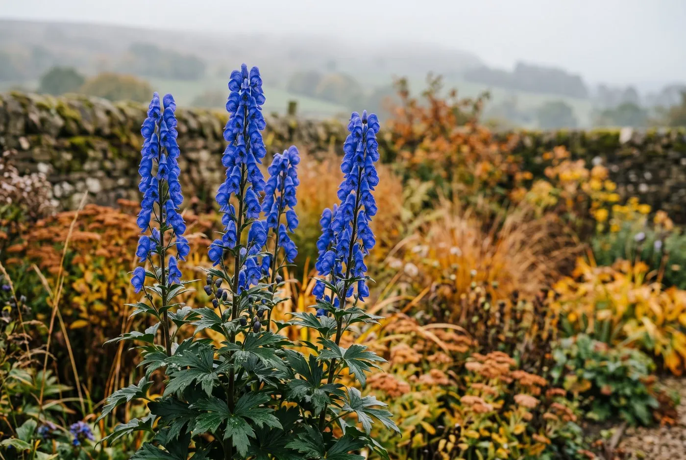 Aconitum carmichaelii 'Arendsii' in flower with deep violet-blue hooded spires in an October border in a Scottish walled garden