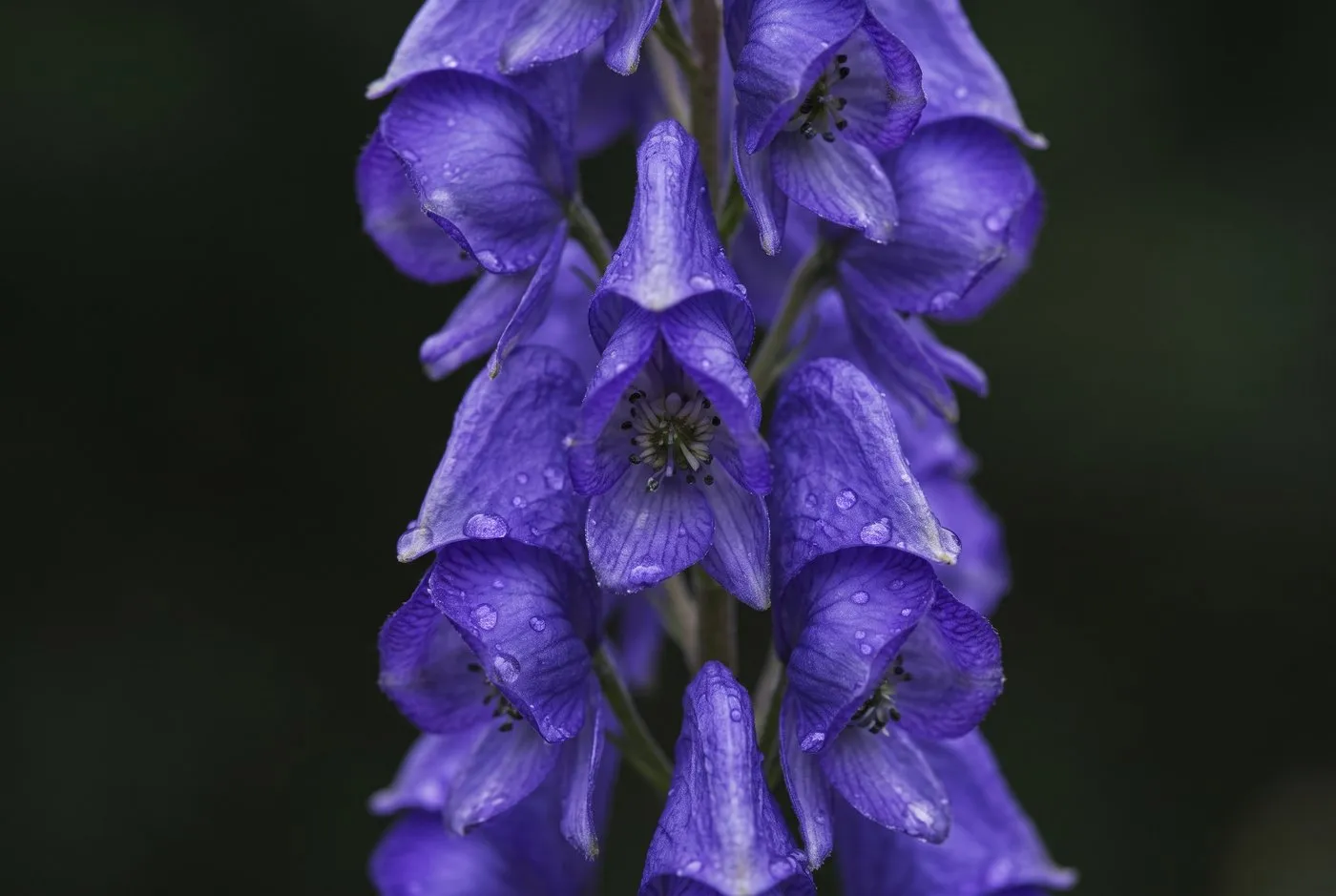 Close-up of an Aconitum monkshood flower showing the hooded violet-blue helmet-shaped sepal on a tall spire