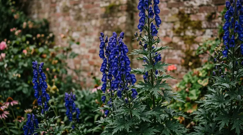 Aconitum monkshood spires in deep violet-blue flowering above divided dark green leaves in a damp part-shaded UK border