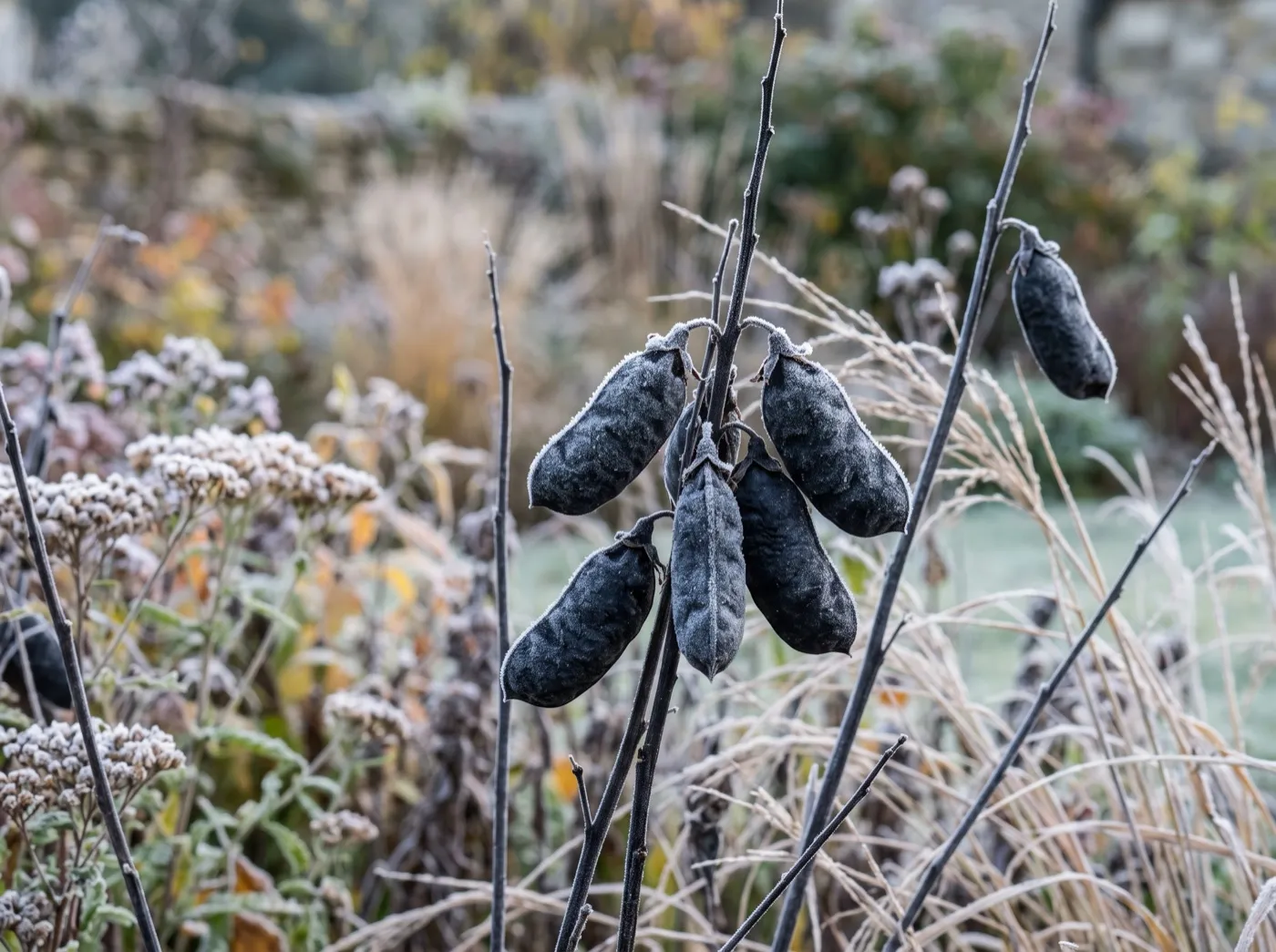 Charcoal-black baptisia seed pods on dark stems against frosted foliage in an autumn UK garden