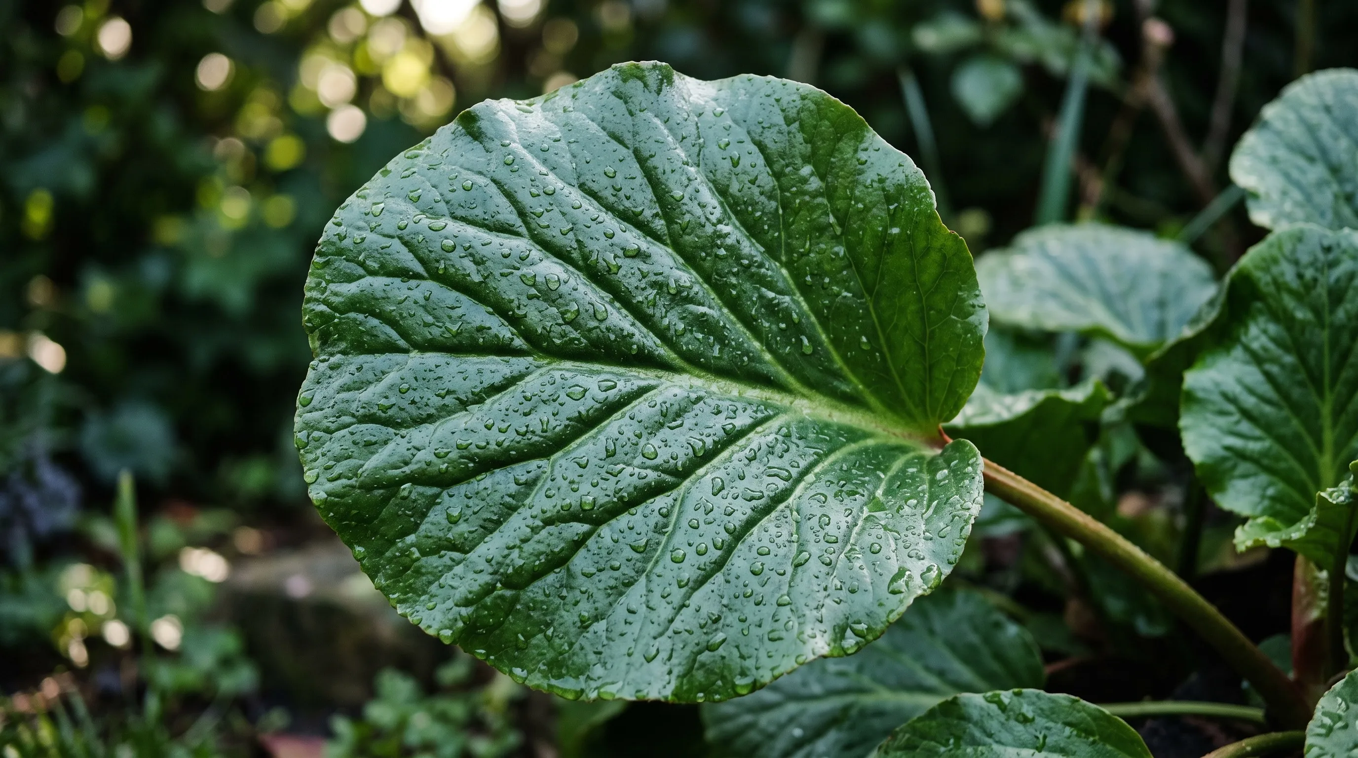 Close-up of a single large leathery glossy rounded bergenia leaf with textured veins