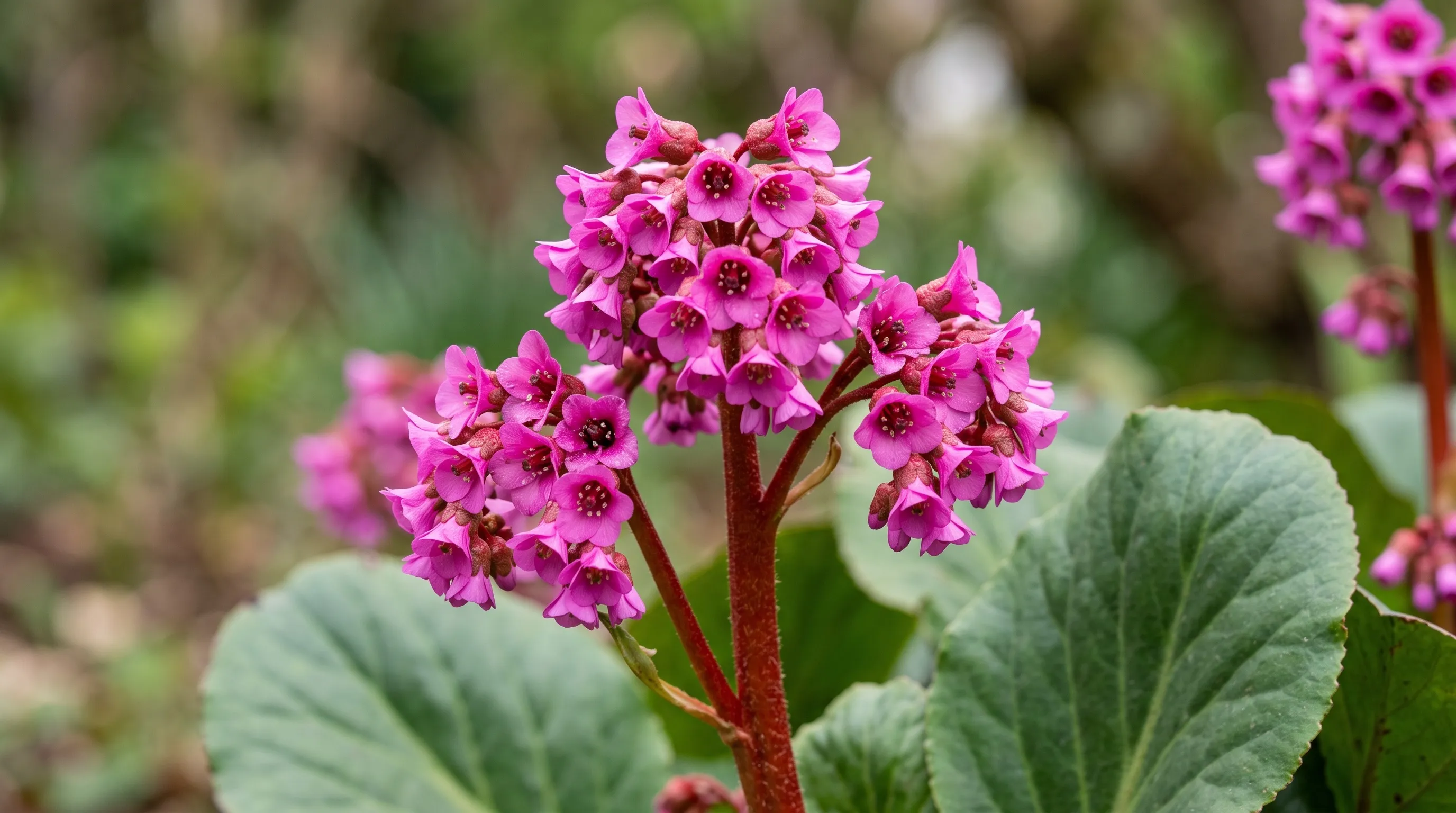 Close-up of bergenia spring flowers, pink and magenta bells on red stems