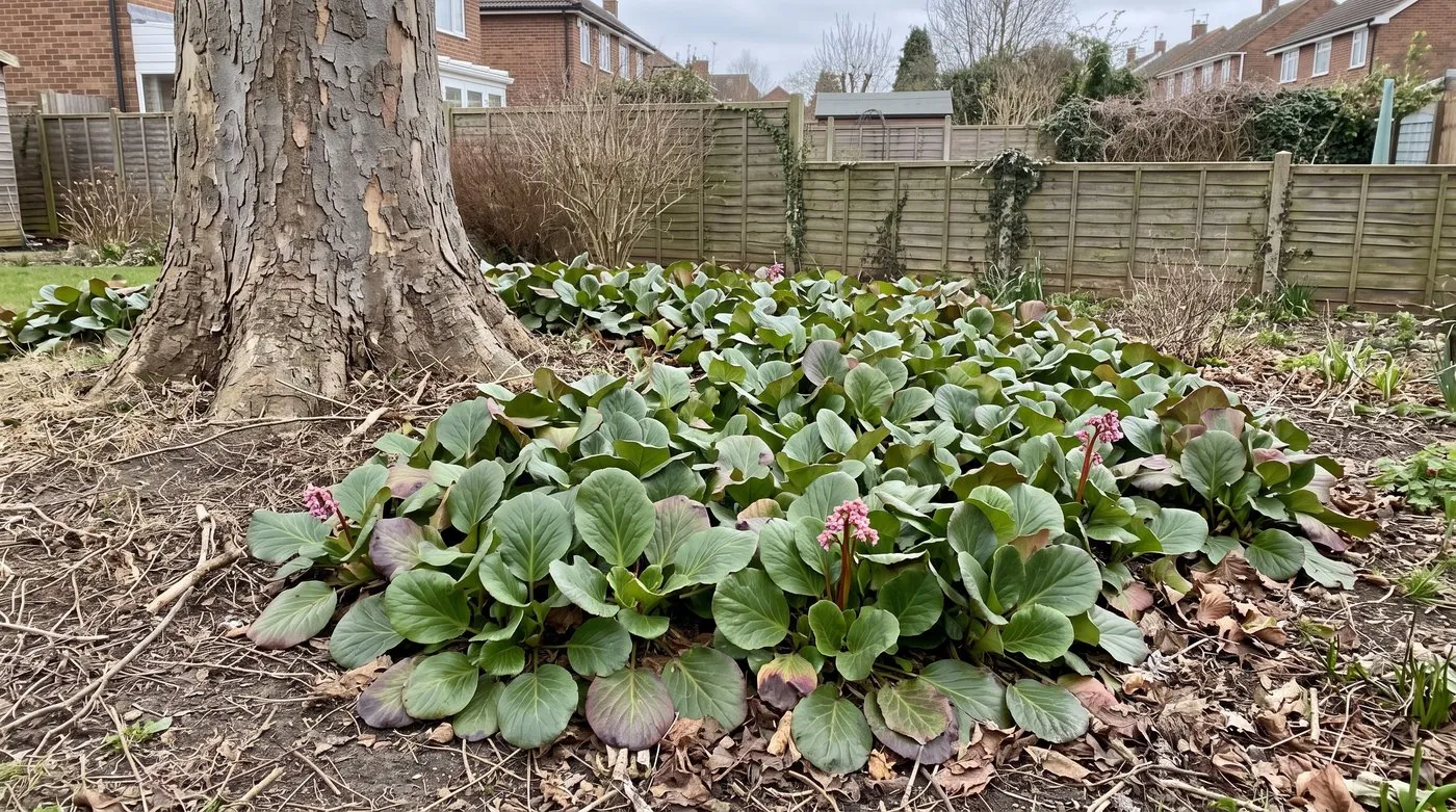 Bergenia with large rounded leaves covering dry ground beneath a tree in a suburban garden