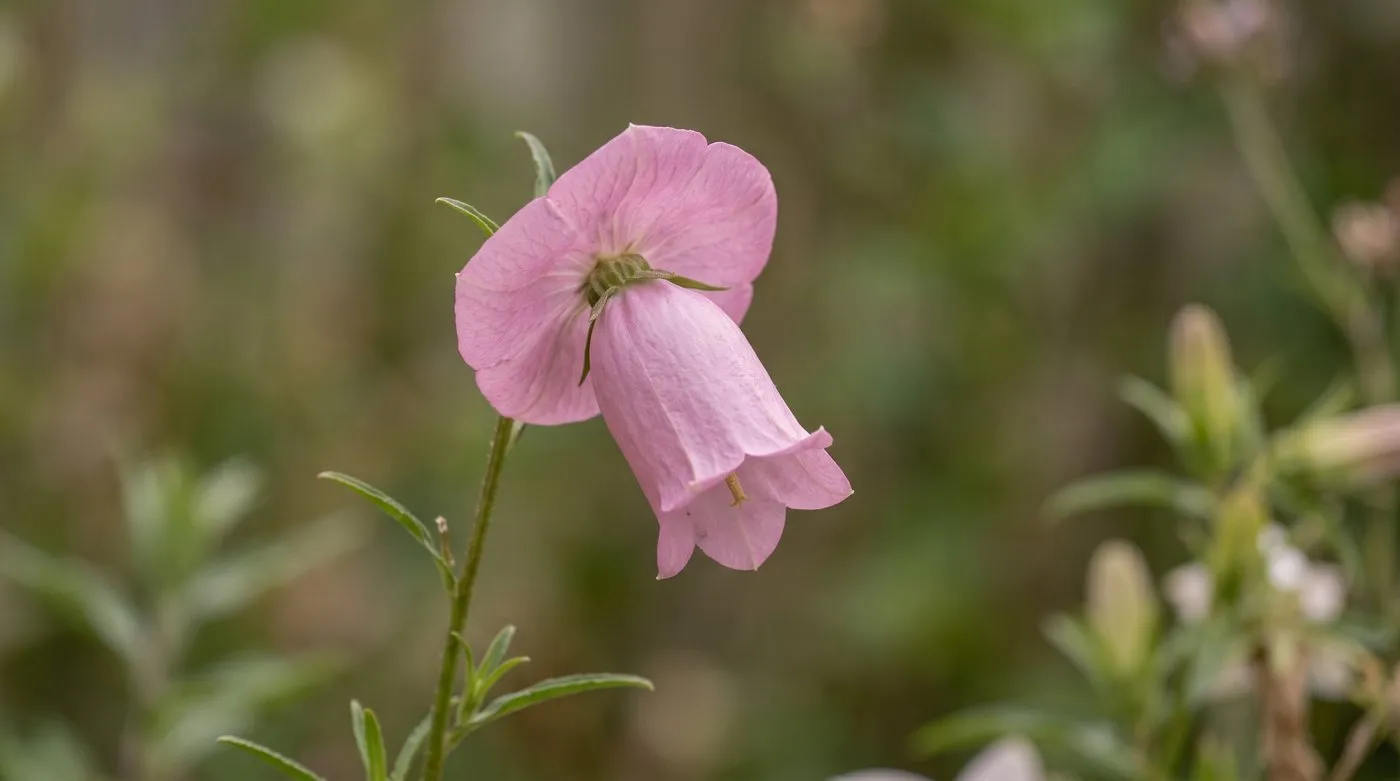 Close-up of a Cup and Saucer Canterbury bell flower showing the flared coloured calyx collar behind the bell