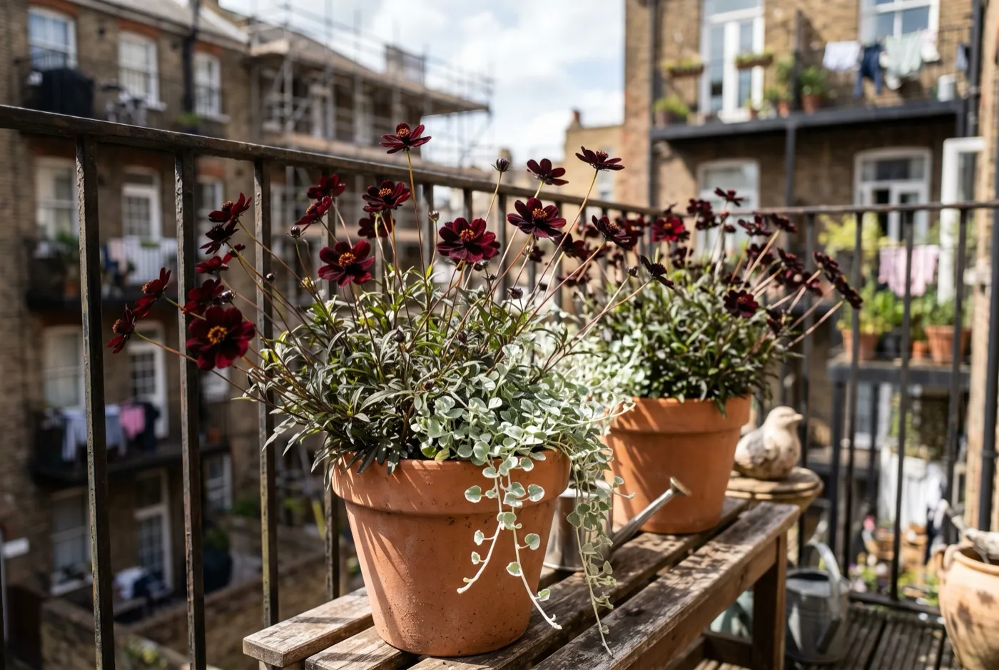 Chocolate cosmos in terracotta pots on a city balcony in full sun with buildings behind