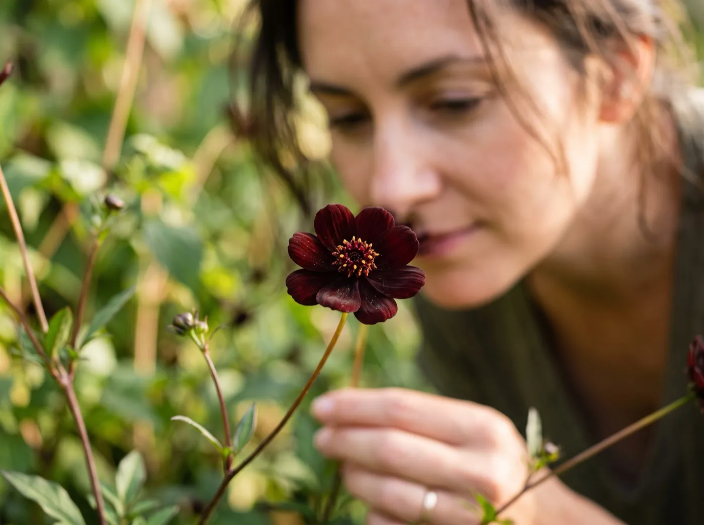 Close-up of a single velvety maroon chocolate cosmos flower with a gardener leaning in to smell it in a sunny UK garden