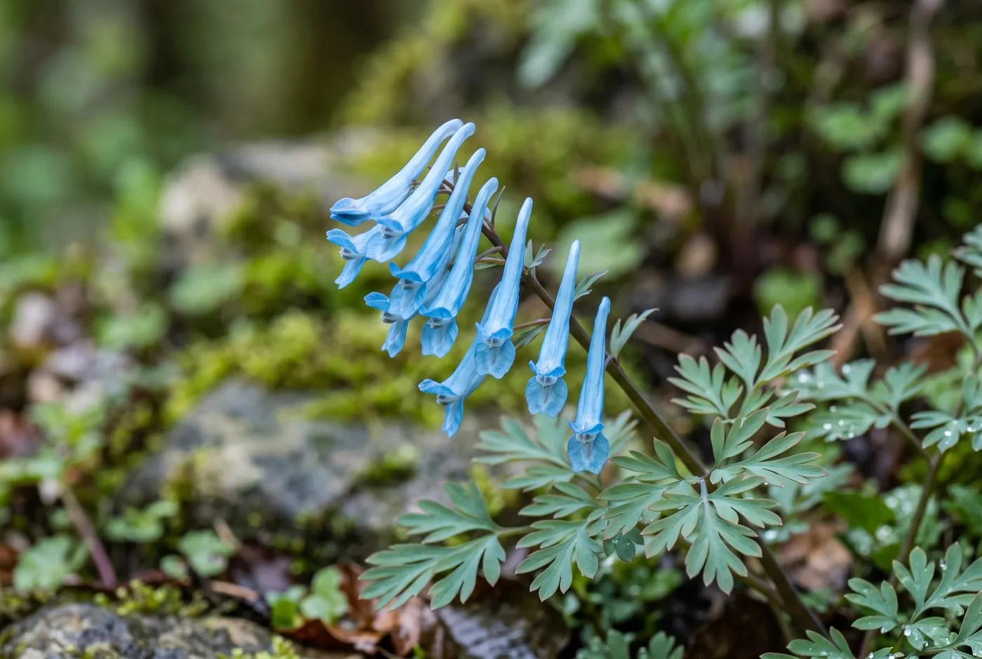Close-up of clear sky-blue Corydalis flexuosa Pere David flowers above ferny foliage in a shaded Welsh hillside border