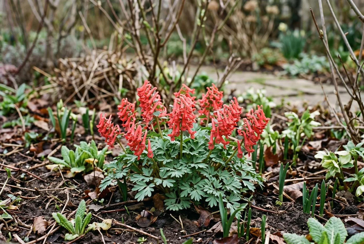 Salmon-red Corydalis solida George Baker flowering in early spring among emerging foliage in a Midlands cottage border