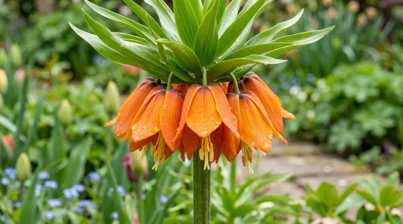 Orange Crown Imperial Fritillaria imperialis flower whorl with a leafy topknot in a UK spring border