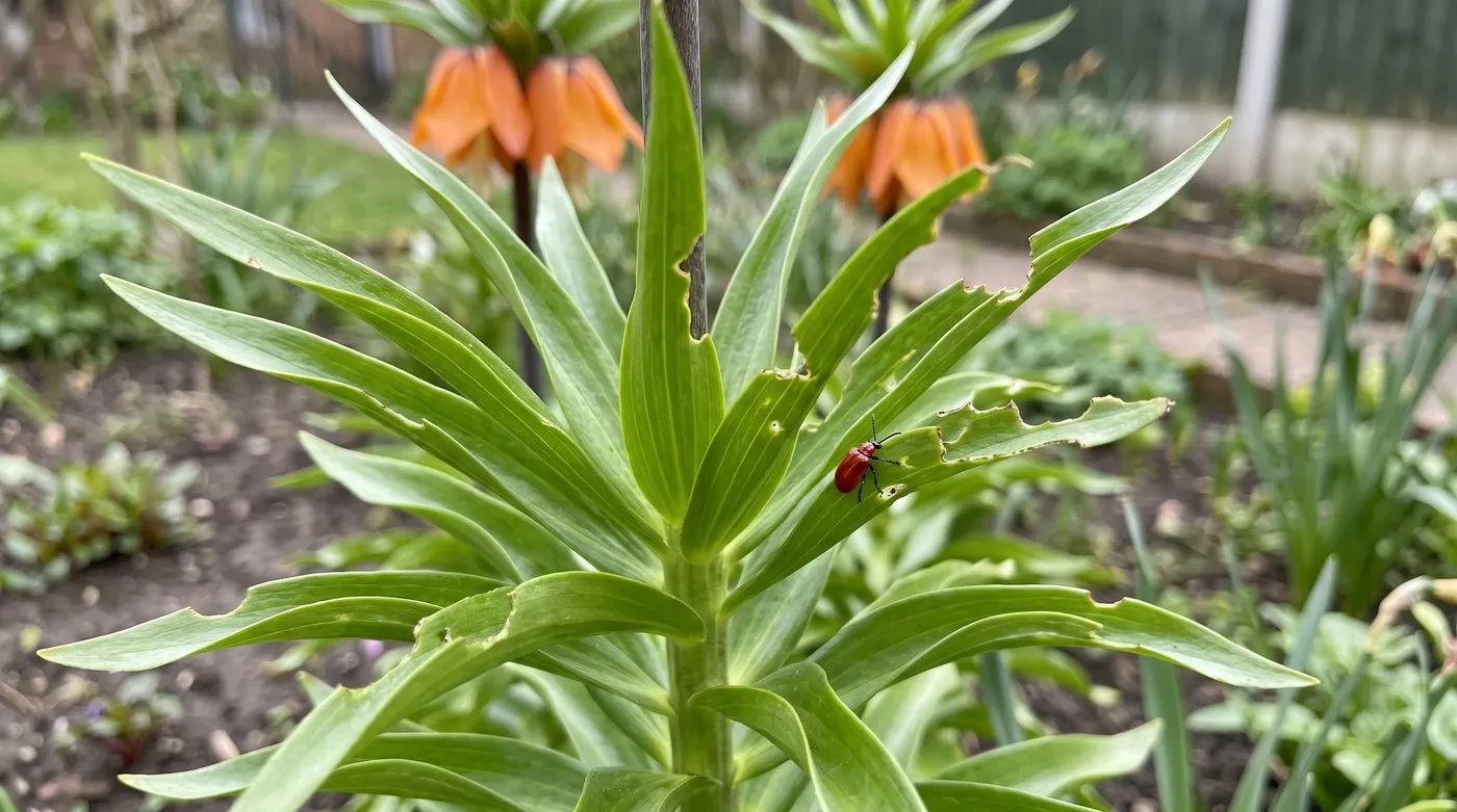 Crown imperial leaves with chewed edges and a bright red lily beetle on one leaf