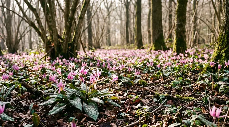Drift of pink Erythronium dens-canis dog's tooth violet flowering in dappled UK woodland shade