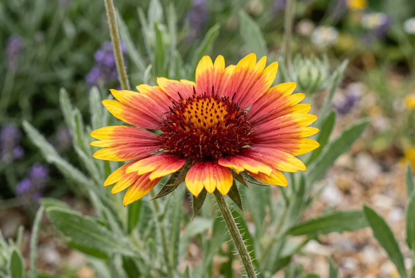 Close-up of a gaillardia blanket flower showing the red centre and yellow-tipped petals of the daisy bloom