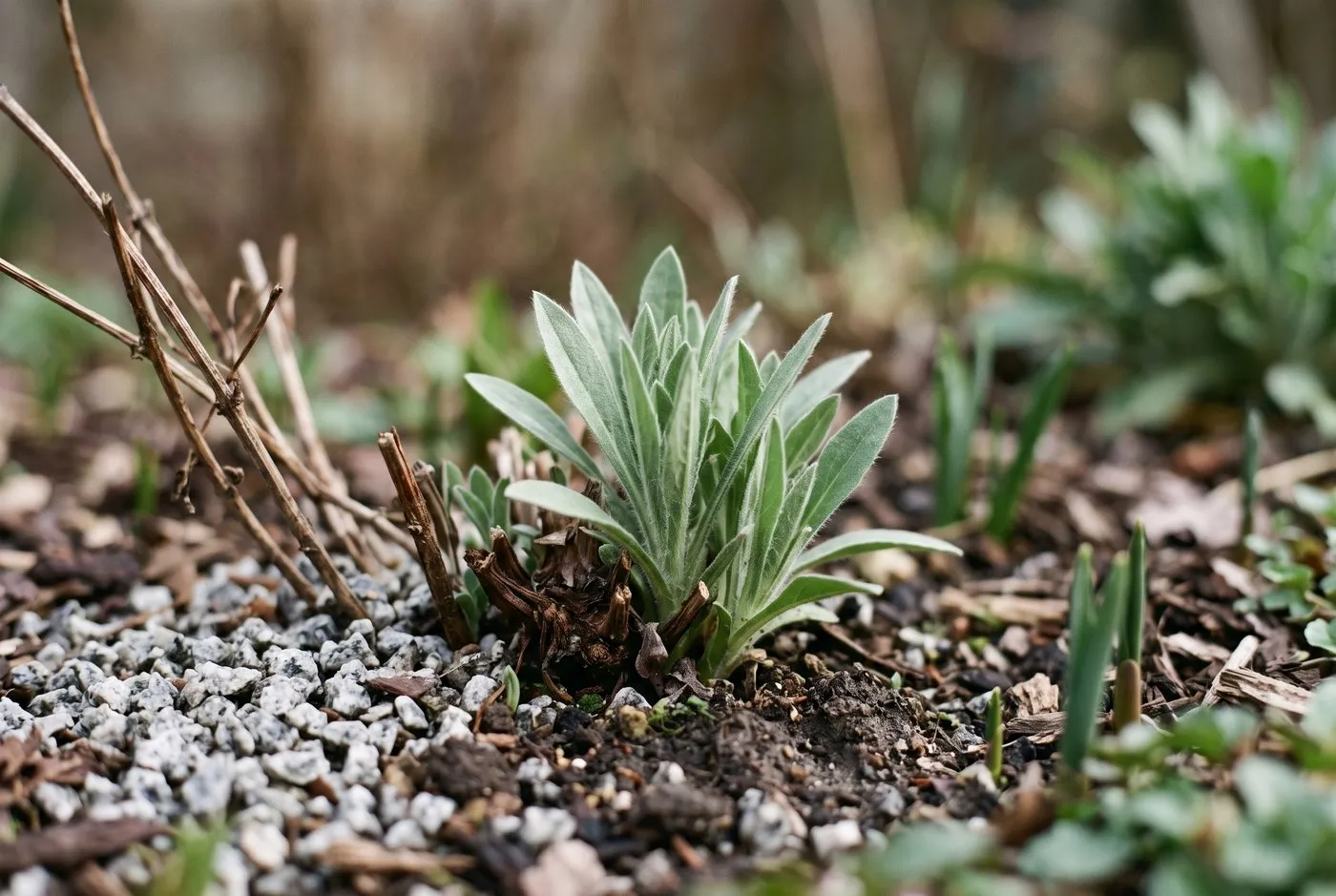 Fresh basal shoots of gaillardia pushing up from the crown in early spring in a gritty, free-draining bed