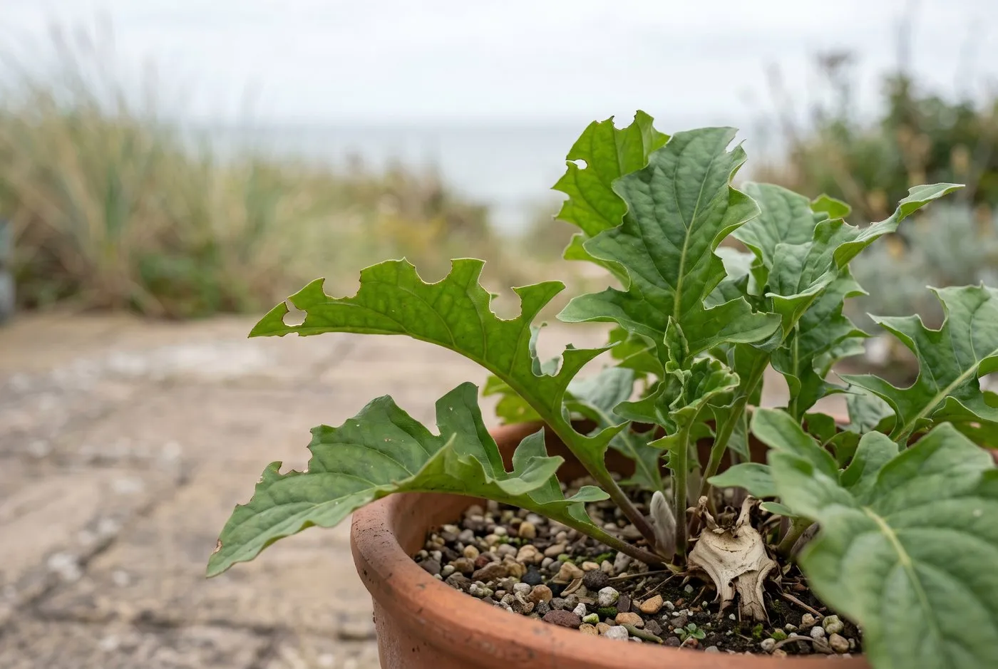 Gerbera leaves showing clean notches bitten from the edges by adult vine weevil in a seaside garden container