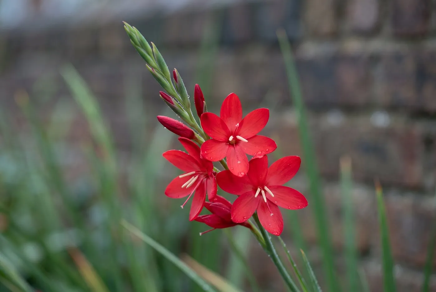 Close-up of crimson flag lily Hesperantha coccinea showing open six-petalled red flowers on a slender spike above grassy leaves