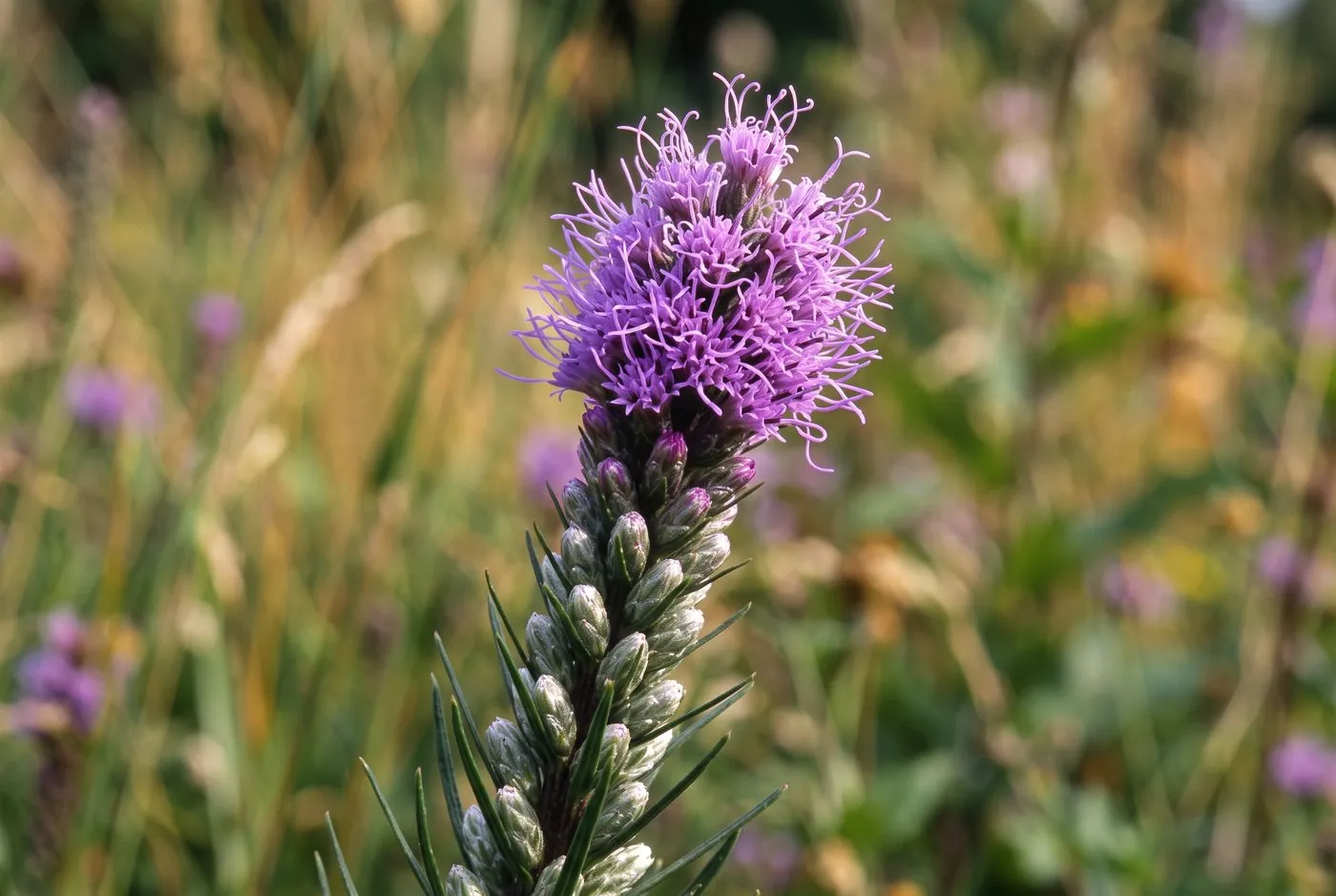 Close-up of a single purple liatris flower spike showing the top florets open and the lower buds still closed