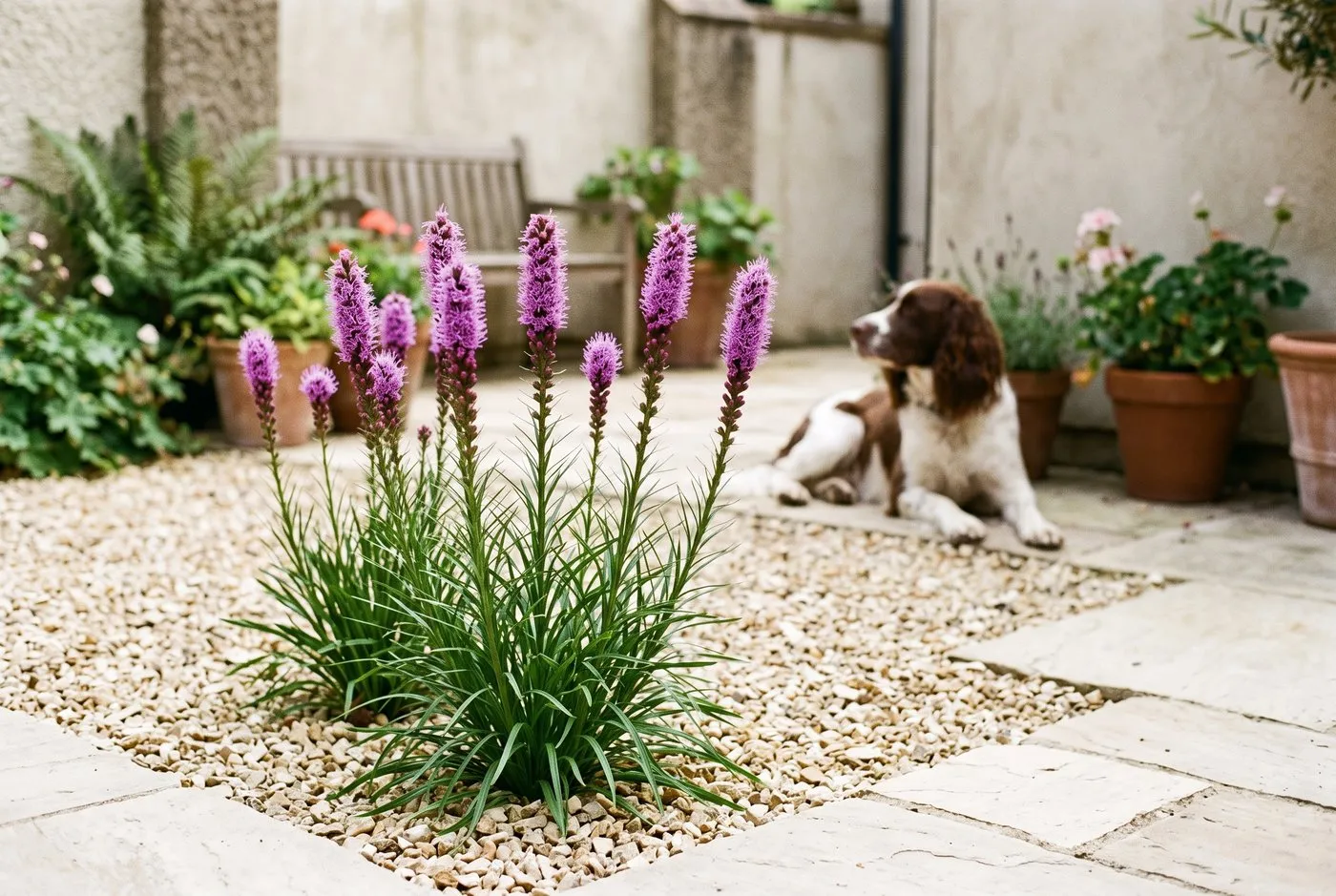 Dwarf liatris 'Kobold' flowering in a gravel bed beside pale stone in a bright city courtyard