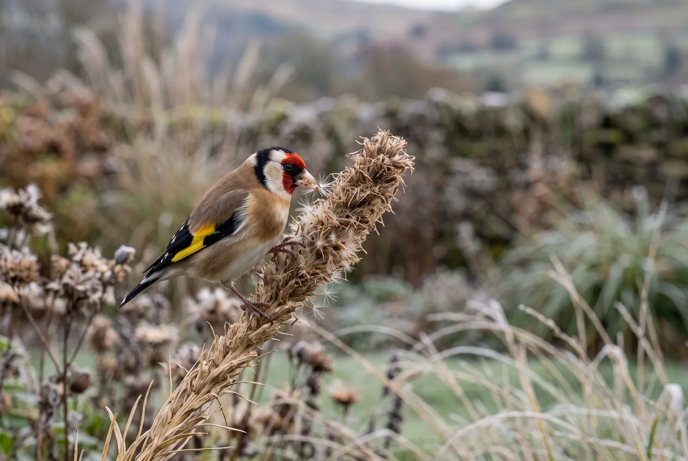 Faded liatris seedheads standing in an autumn border being visited by a goldfinch in a Welsh hillside garden