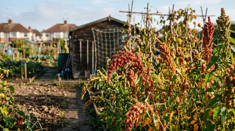 Tall red and gold quinoa seed heads ripening in a UK vegetable plot in September light