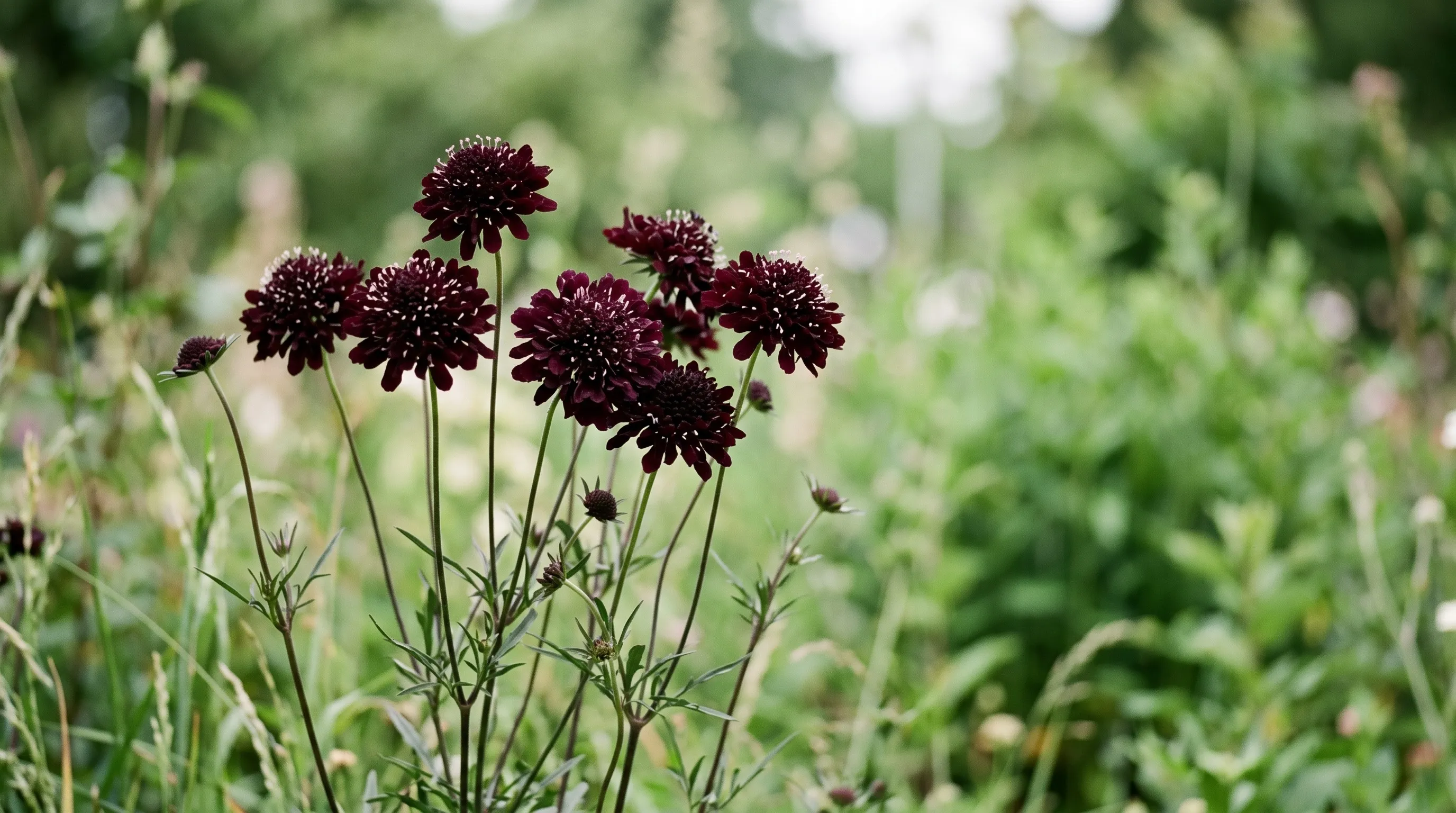 Deep maroon almost black Scabiosa atropurpurea Black Knight flowers on tall stems