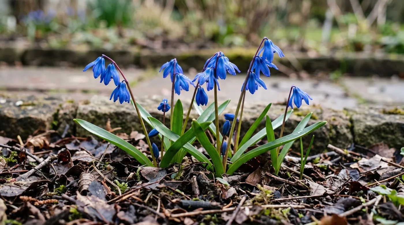 Close-up of nodding blue bell-shaped Scilla siberica flowers above strap-shaped leaves