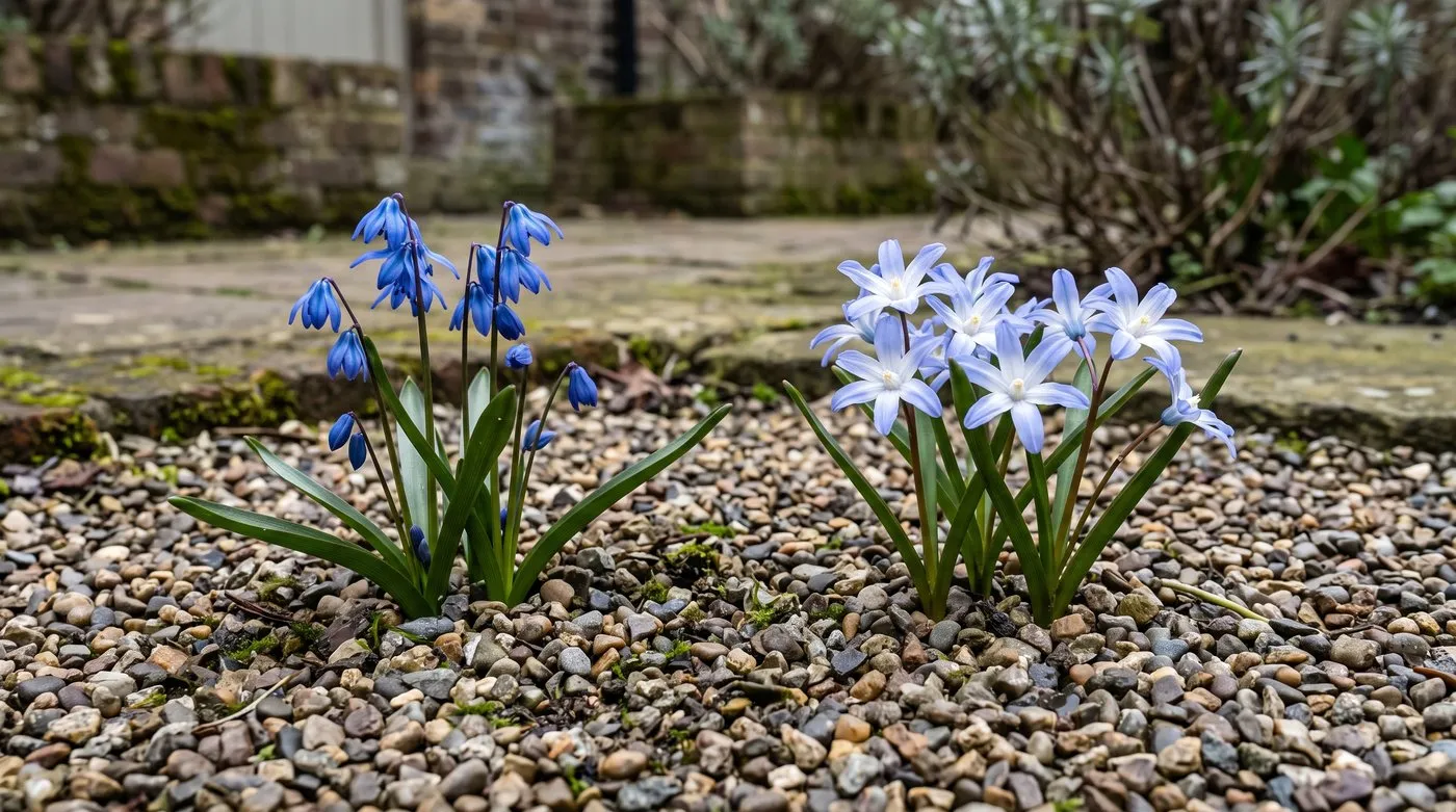 Nodding blue scilla bells beside upward-facing chionodoxa stars with white centres in gravel