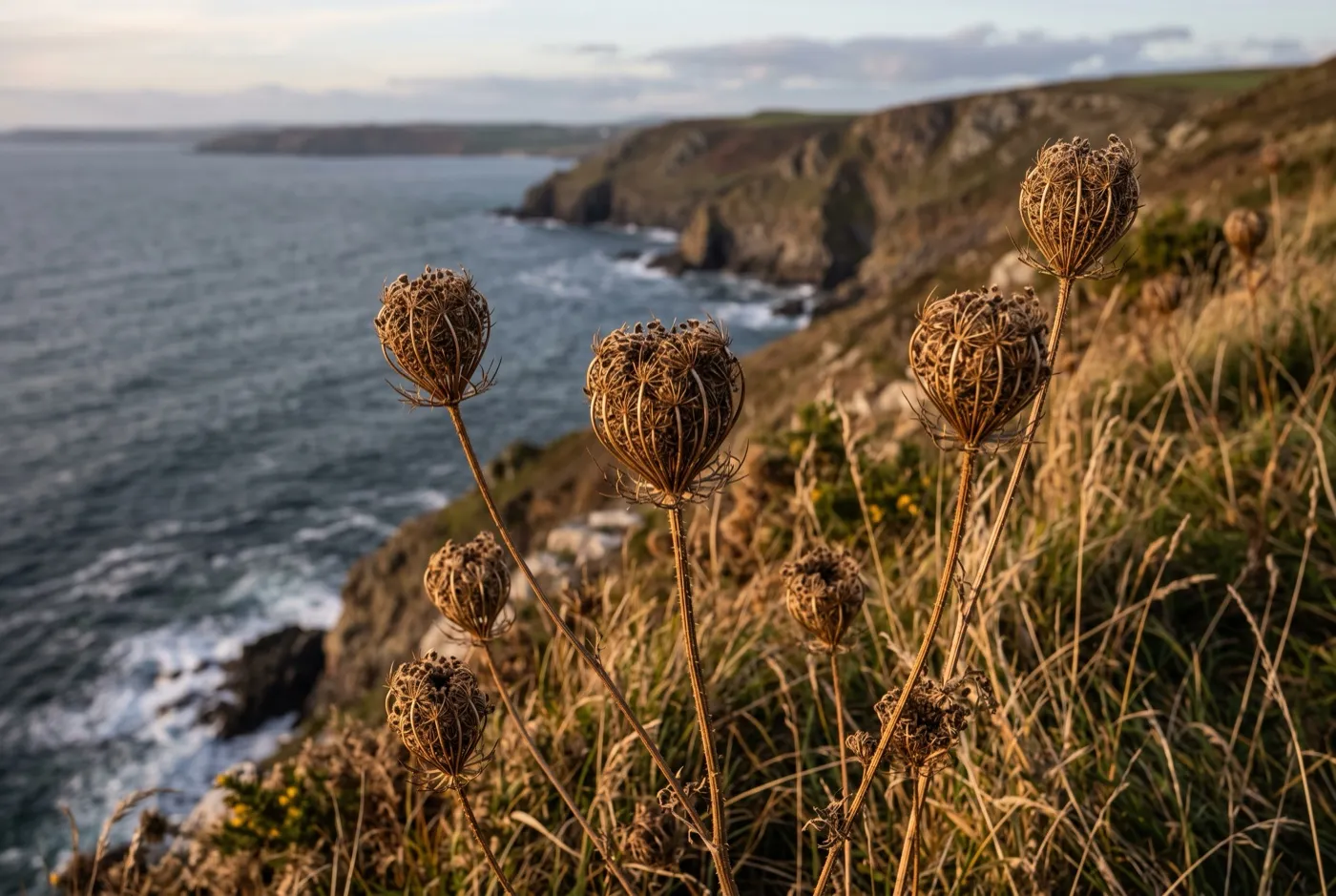 Wild carrot bird's-nest seedheads curled concave in autumn on a coastal cliff-top grassland