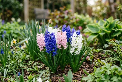 Hyacinth (Hyacinthus orientalis)