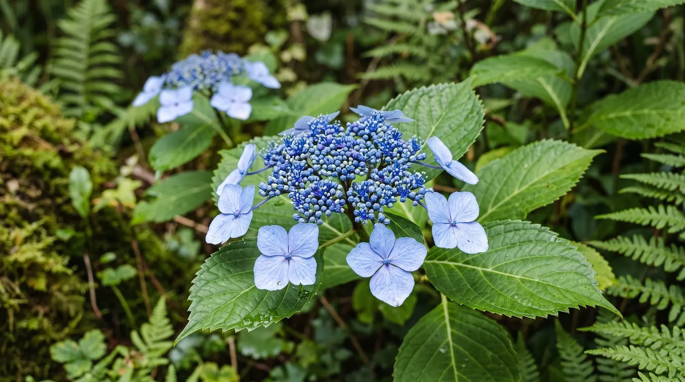 Lacecap hydrangea with a flat head of tiny blue flowers ringed by larger showy florets