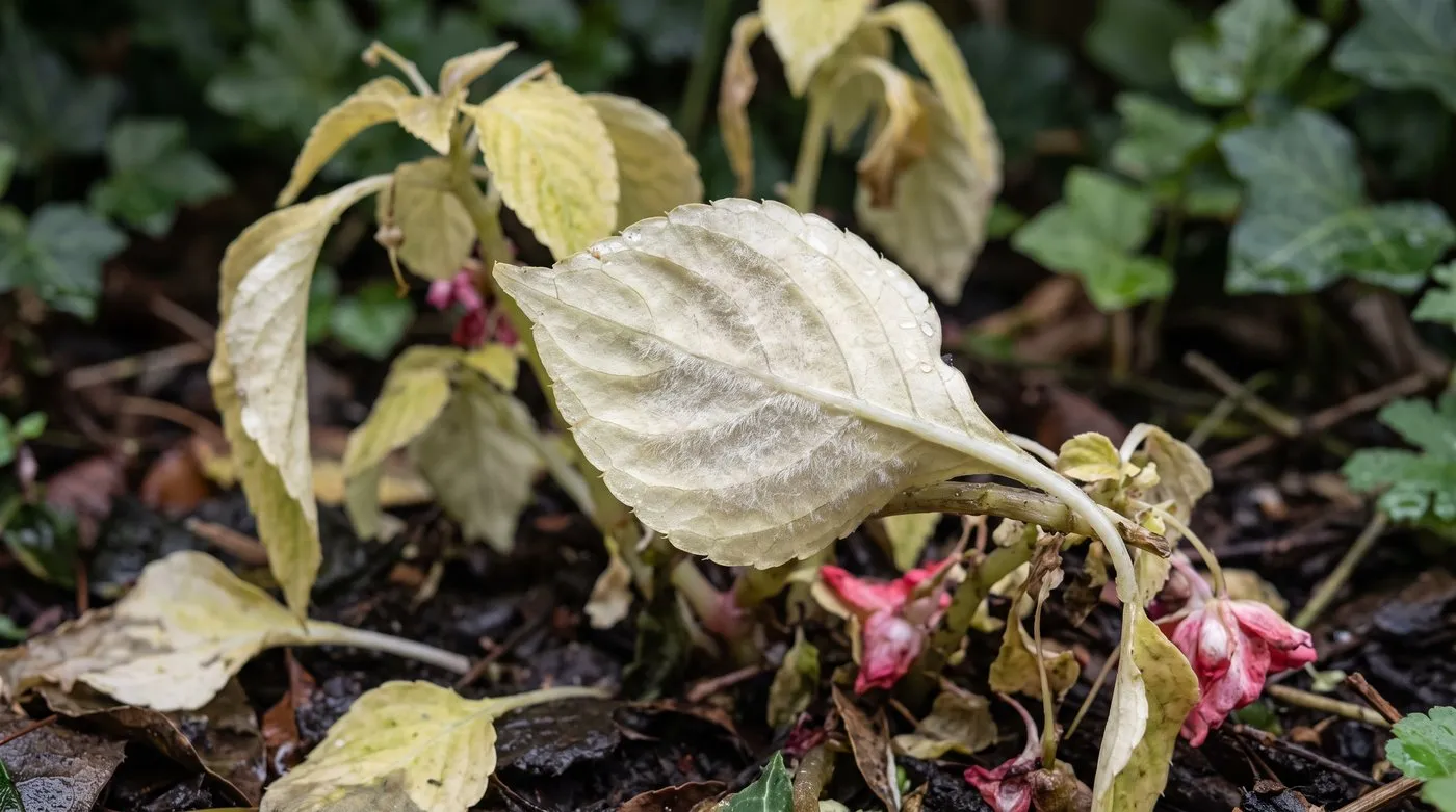 Busy lizzie leaf underside covered in white fluffy downy mildew, with yellowing leaves around it