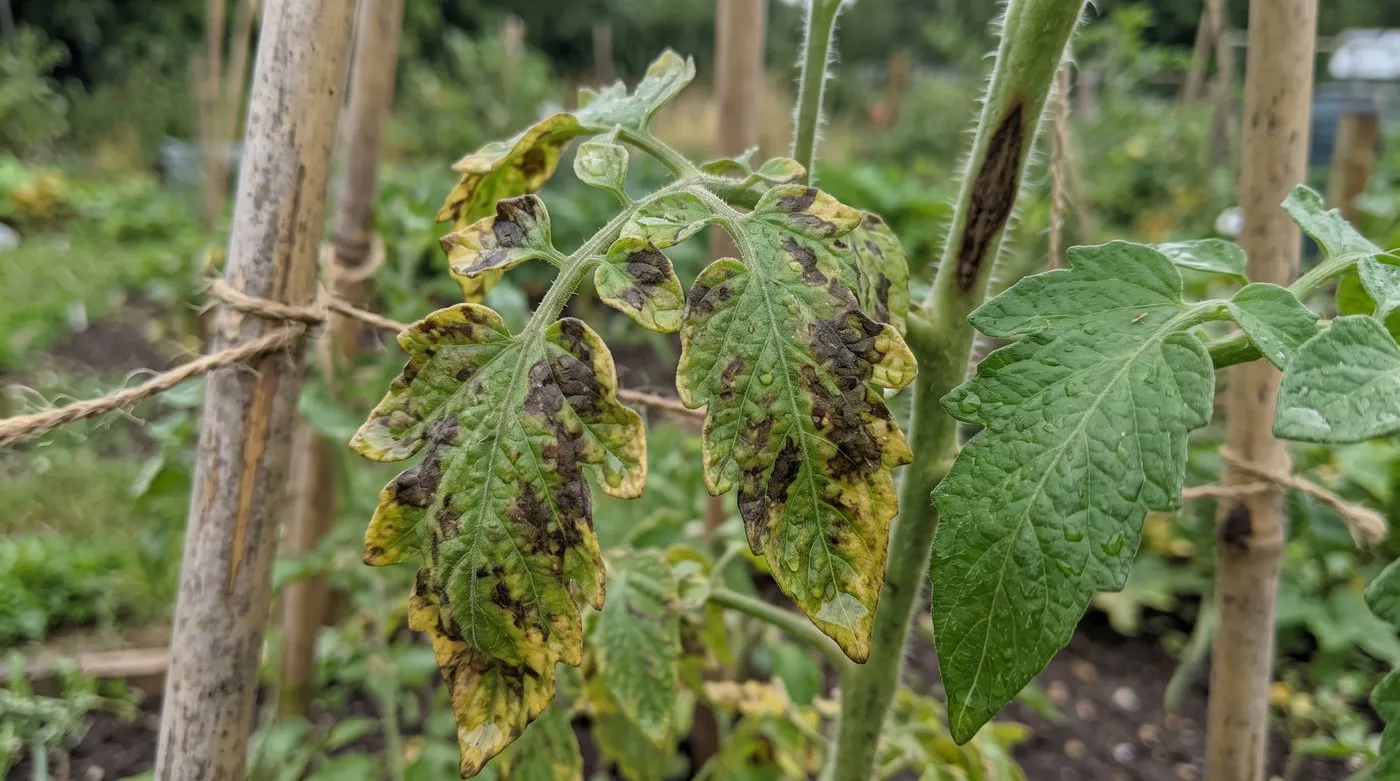 Tomato leaves with brown blight blotches next to a healthy green tomato leaf on an allotment