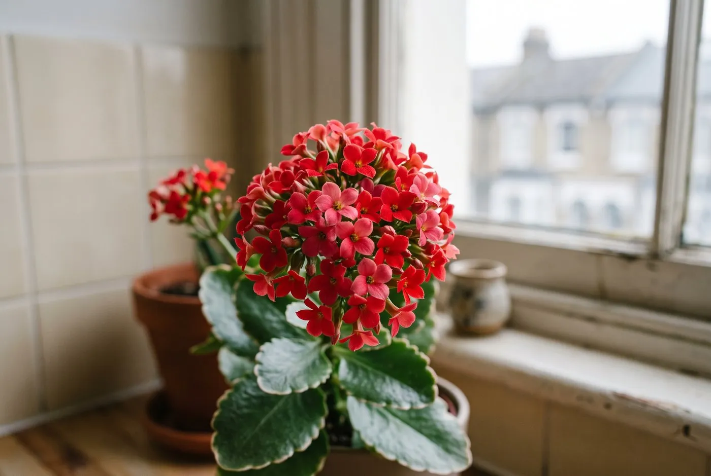 Kalanchoe Flaming Katy flower clusters in red and coral held above scalloped succulent leaves beside a UK kitchen window