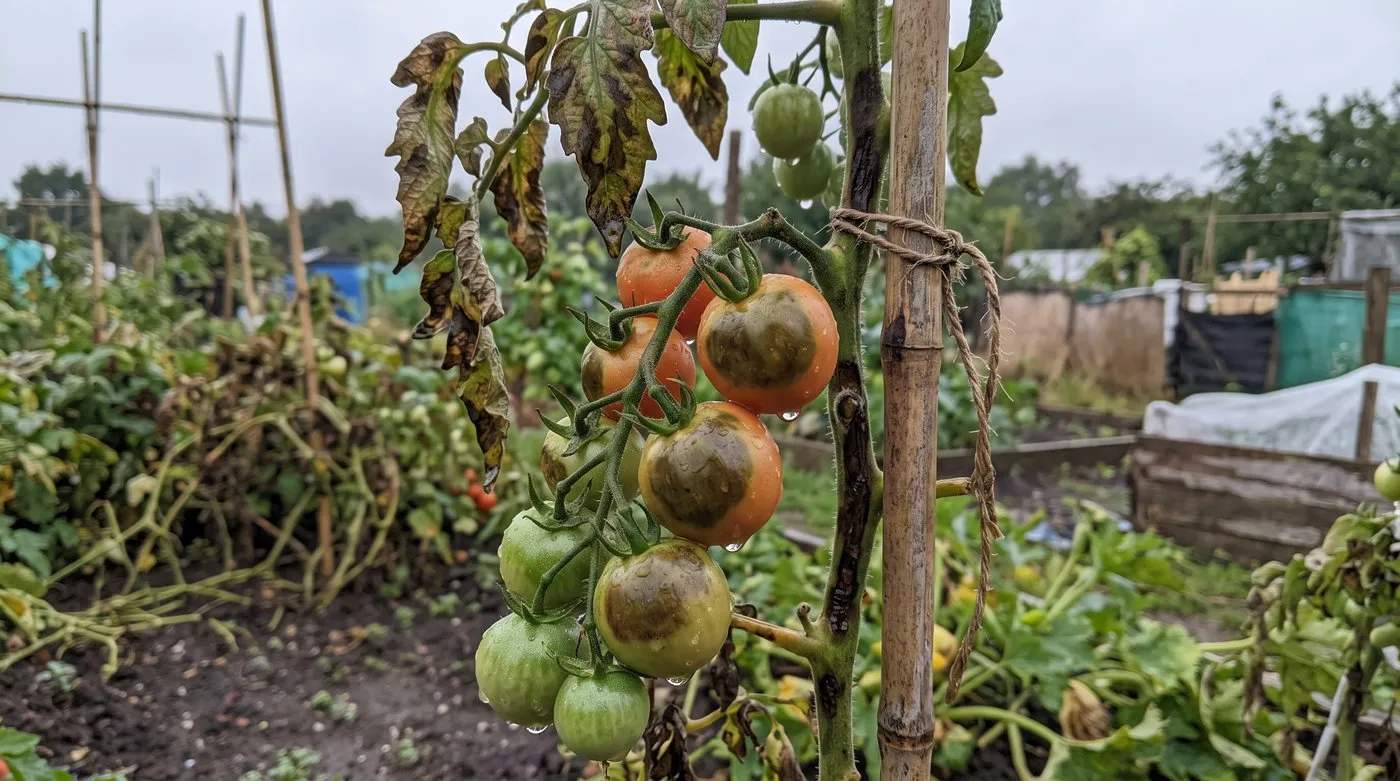 Outdoor tomato truss with dark brown late blight patches on green and ripening fruit