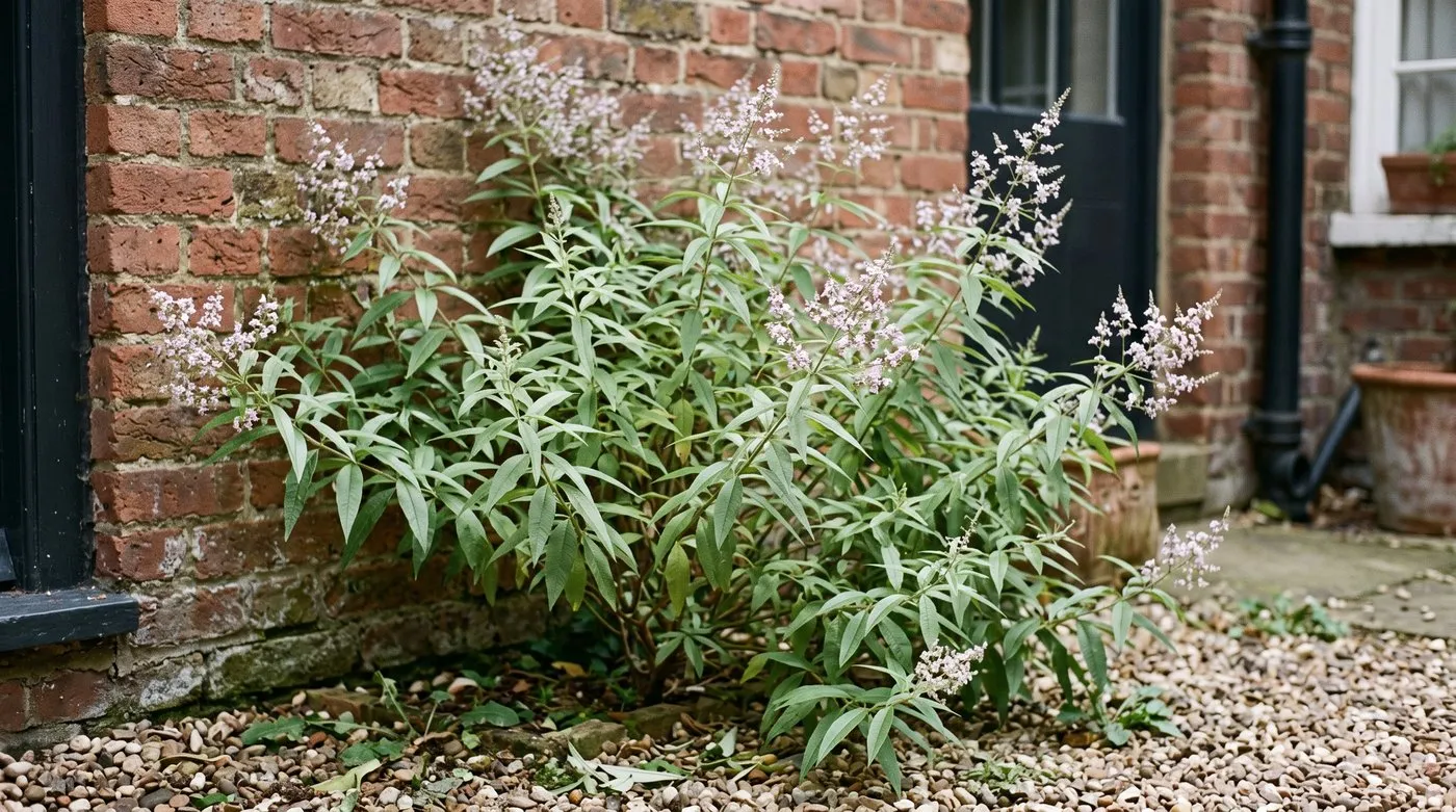 Lemon verbena shrub with narrow leaves and lilac flower sprays against a sunny brick wall