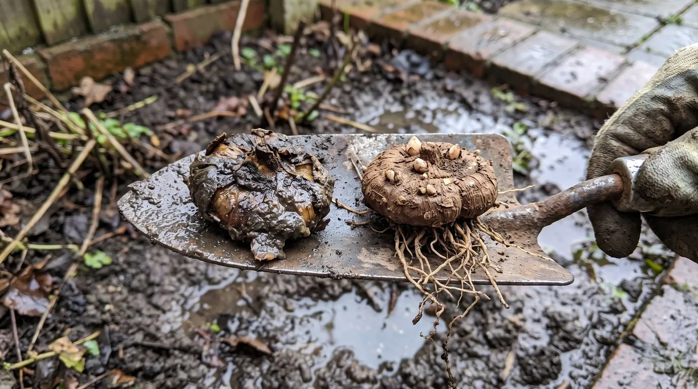 A rotten liatris corm from wet clay beside a firm, healthy corm on a trowel