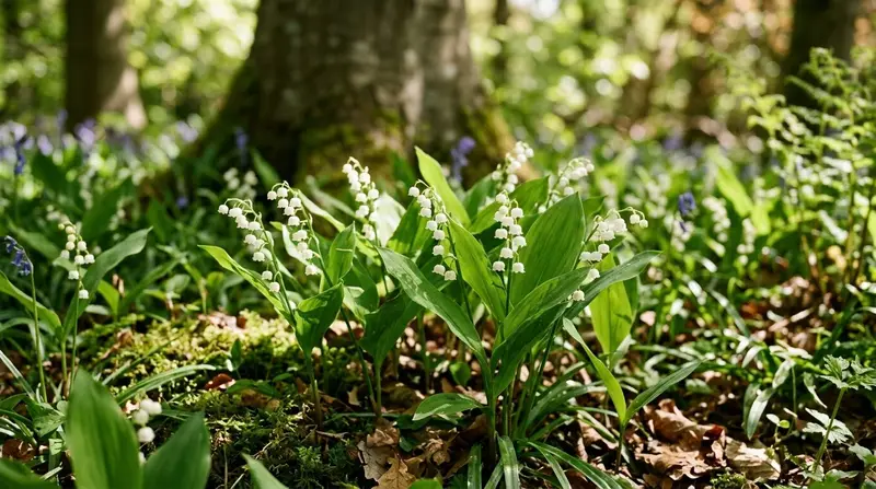 White lily of the valley bell flowers and bright green leaves naturalising in dappled woodland shade in a UK garden in May