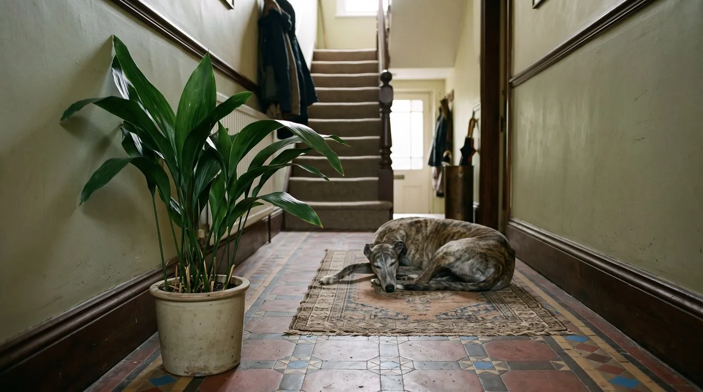 Cast iron plant in a dim Victorian hallway near a stair window, with a greyhound resting on the runner