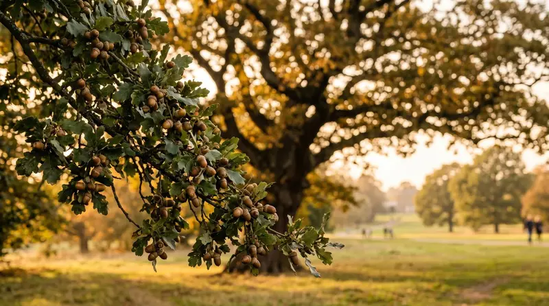 A pedunculate oak heavy with acorns in a UK mast year, golden autumn light