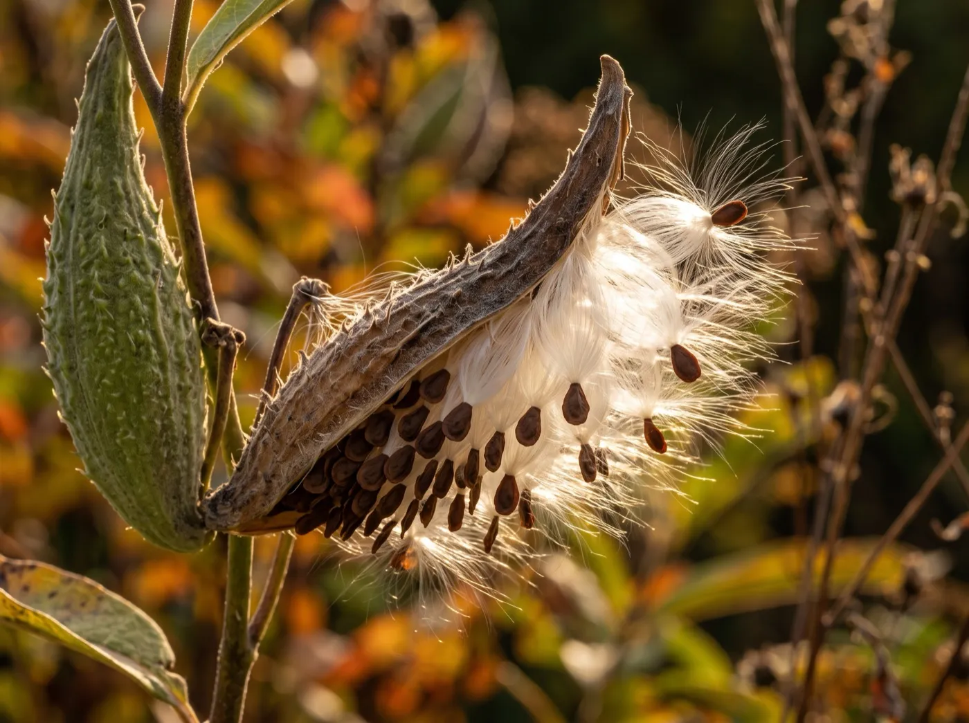 A ripe milkweed seed pod split open, releasing silky white floss and brown seeds on a UK autumn morning