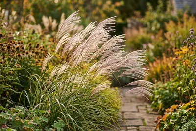 Miscanthus (Miscanthus sinensis)
