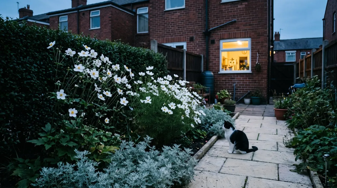 White Japanese anemones and cosmos glowing at dusk beside a pale path, with a cat sitting nearby