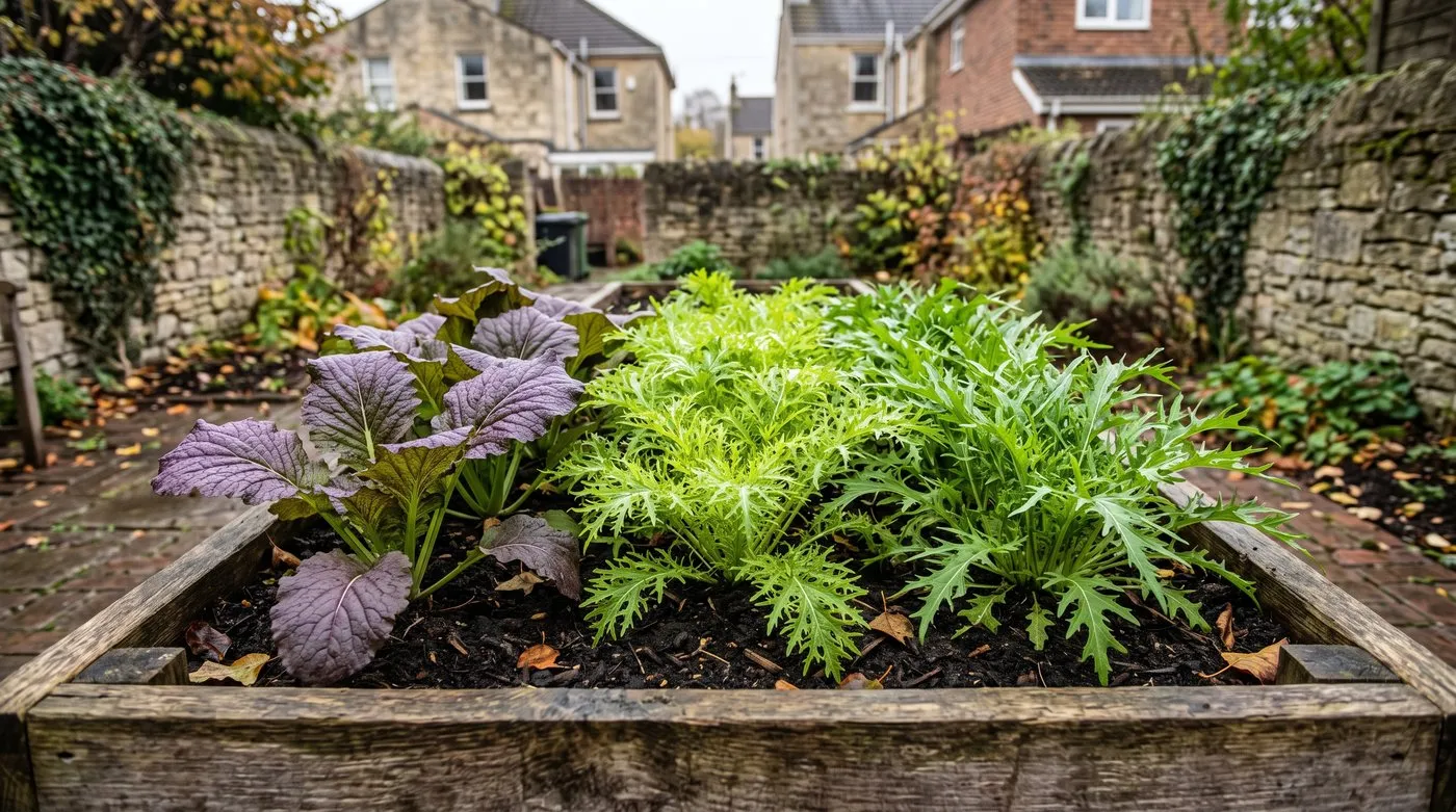 Red Giant, Golden Streaks and Green in Snow mustard greens growing in a raised bed