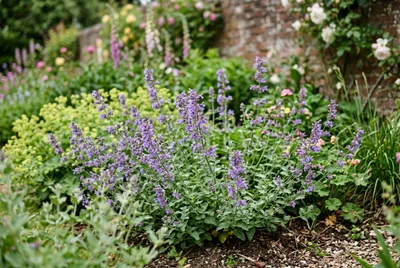Nepeta (Nepeta x faassenii)