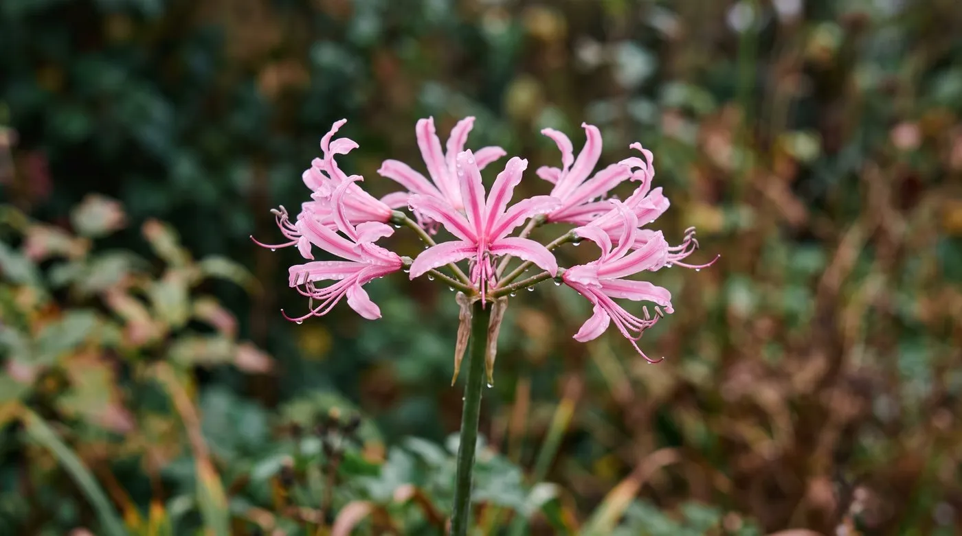 Close-up of a pink Nerine bowdenii flower head with wavy, curled-back petals