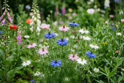 Nigella (Nigella damascena)