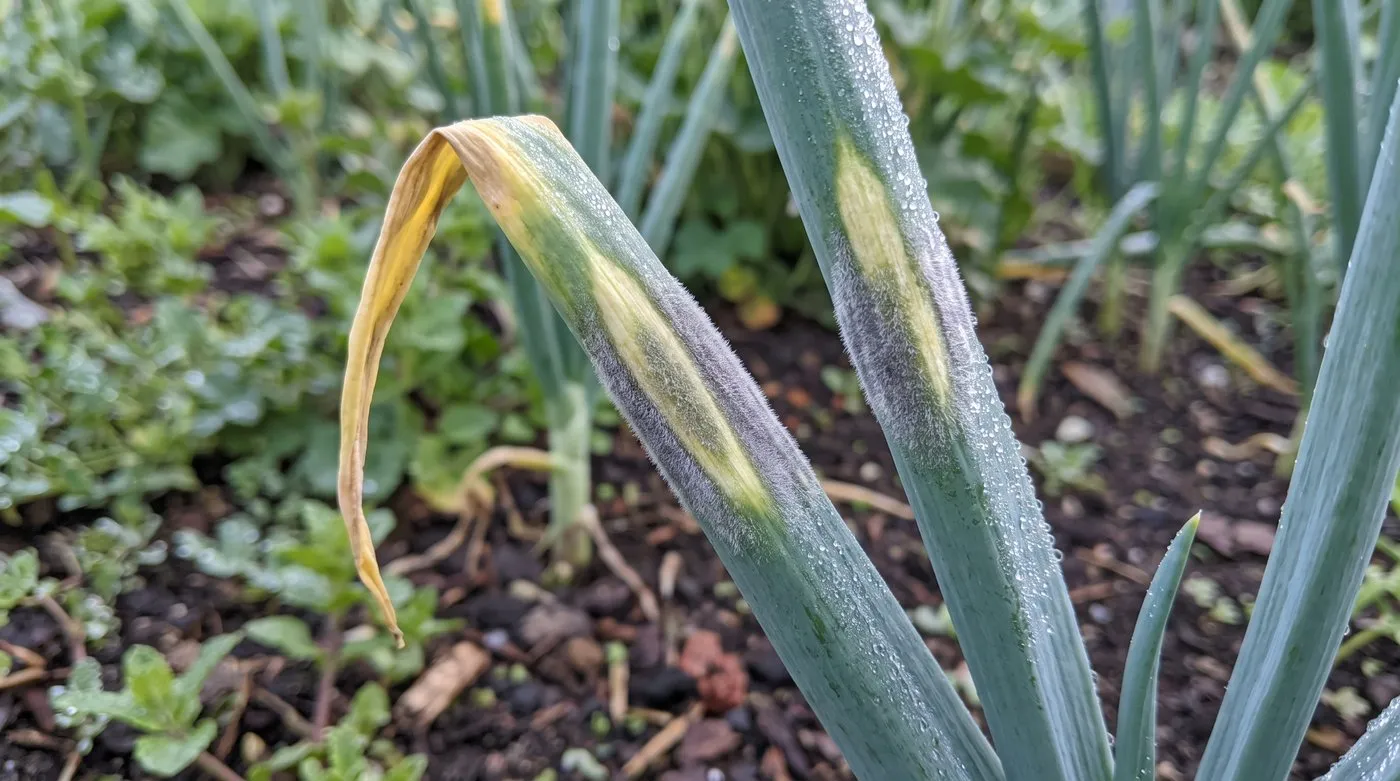 Onion leaves with pale oval patches covered in grey-purple downy mildew fuzz