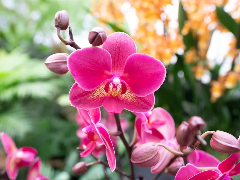 Vibrant pink and yellow orchids on display at the RHS Orchid Show
