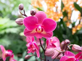 Vibrant pink and yellow orchids on display at the RHS Orchid Show
