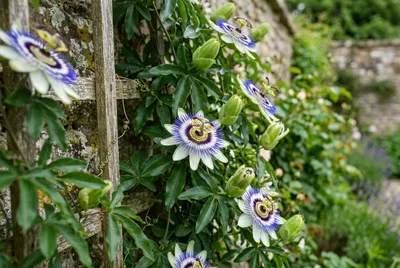 Passion Flower (Passiflora caerulea)