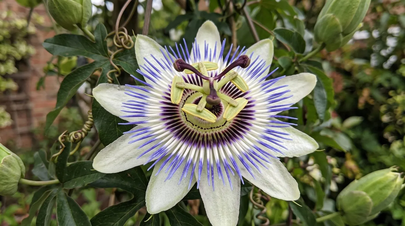 Close-up of a blue passionflower bloom with its ring of blue, white and purple filaments